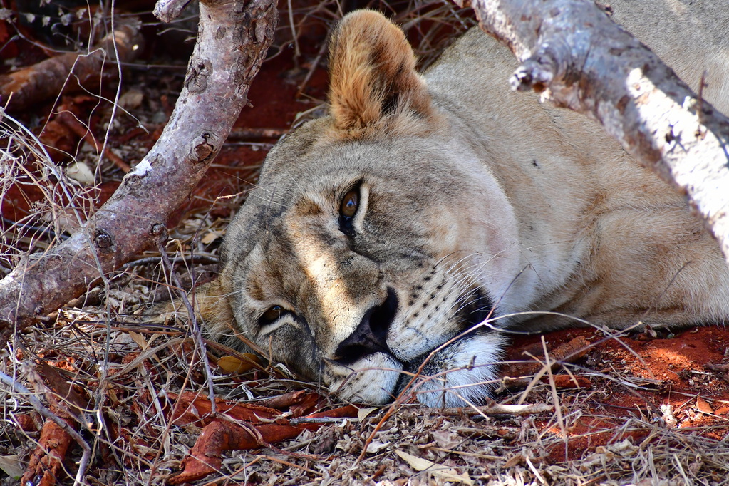 Tsavo East National Park